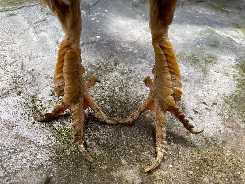 Cách xem vảy gà tốt xấu