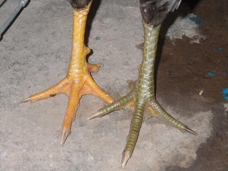 Cách xem hậu độ gà chọi