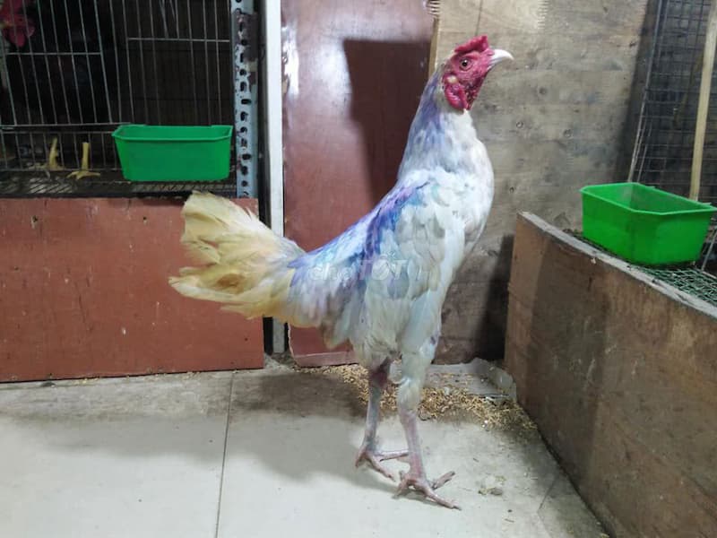 Đặc điểm của gà Cuban