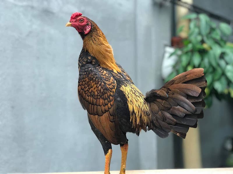 Huấn luyện chiến đấu cho gà Cuban