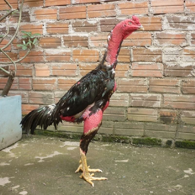 Lịch sử của gà chọi Bình Định