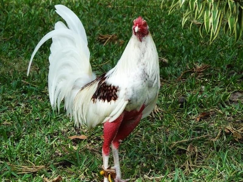 Nguồn gốc của gà Cuban