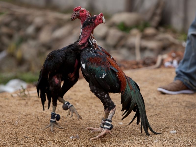 Sân Chơi Đá Gà Trực Tuyến Hiện Đại An Toàn Cho Người Chơi